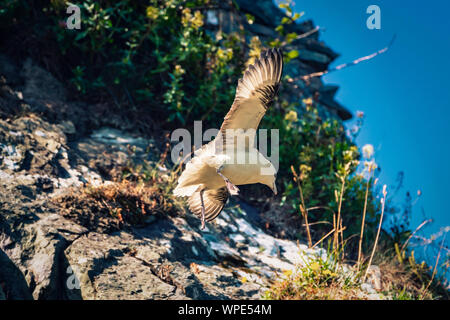 Den Wind gleiten. Dreizehenmöwe fliegen um Cliff's Wind Turbulenzen. Bray, Co Wicklow, Irland. Stockfoto