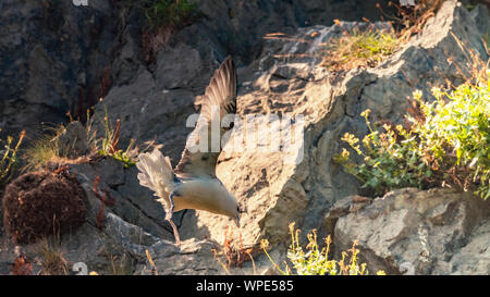 Den Wind gleiten. Dreizehenmöwe fliegen um Cliff's Wind Turbulenzen. Bray, Co Wicklow, Irland. Stockfoto