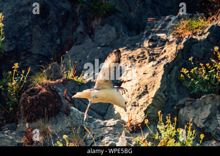 Den Wind gleiten. Dreizehenmöwe fliegen um Cliff's Wind Turbulenzen. Bray, Co Wicklow, Irland. Stockfoto