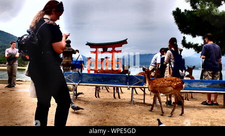 Rotwild in Miyajima Stockfoto