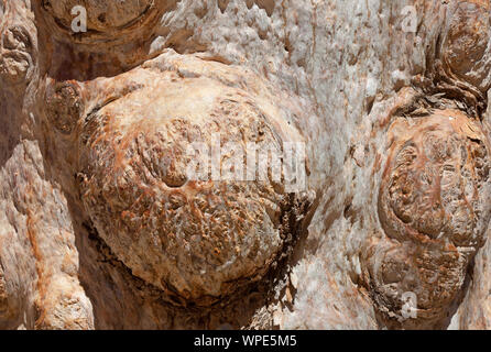 In der Nähe der River Red Gum Rinde, Redbank Gorge, Larapinta Trail, West McDonnell Ranges, Northern Territory, Australien Stockfoto