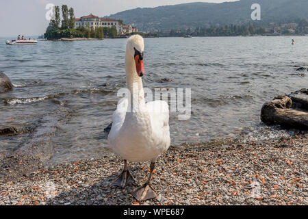 Super White Swan aus dem Wasser des Lago Maggiore und die Isola Bella im Hintergrund, Stresa, Italien Stockfoto