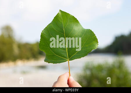 Hand mit einem Blatt der Schwarzpappel (populus nigra) im Hintergrund Stockfoto