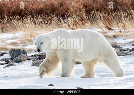 Polar bear Wanderungen durch den Schnee, Seal River Lodge, Churchill, Manitoba, Kanada Stockfoto