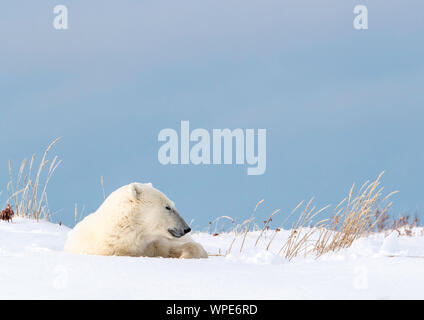 Eisbär ruht auf dem Schnee, Nanuk Lodge, westlich der Hudson Bay Churchill, Manitoba, Kanada Stockfoto