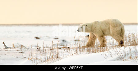 Polar bear Spaziergänge über den Schnee im Abendlicht, Nanuk Lodge, westlich der Hudson Bay Churchill, Manitoba, Kanada Stockfoto