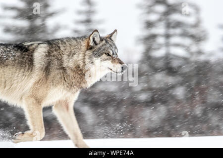 Canadian Timber Wolf Walks in the Snow, Nanuk Lodge, West Hudson Bay, Churchill, Manitoba, Kanada Stockfoto