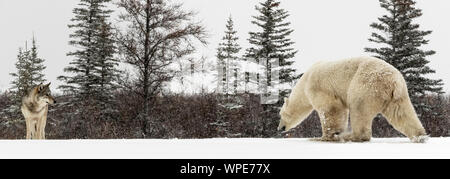 Alpha Wolf und einem einsamen männlichen Eisbären kommen Gesicht auf dem Eis zu Gesicht Stockfoto