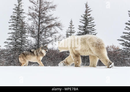 Alpha Wolf und einem einsamen männlichen Eisbären kommen Gesicht auf dem Eis zu Gesicht Stockfoto