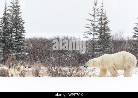 Alpha Wolf und einem einsamen männlichen Eisbären kommen Gesicht auf dem Eis zu Gesicht Stockfoto