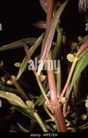Blütenstand von Alternanthera reineckii Stockfoto