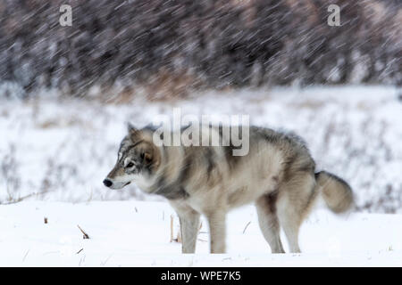 Kanadische Timber Wolf Shakes in den fallenden Schnee, Nanuk Lodge, westlich der Hudson Bay Churchill, Manitoba, Kanada Stockfoto