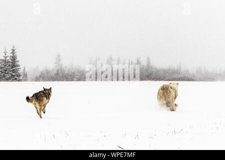 Kanadische Timber Wolf jagt ein einsamer Junge weibliche Eisbären über die Tundra Stockfoto