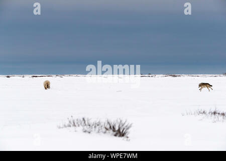 Kanadische Timber Wolf jagt ein einsamer Junge weibliche Eisbären über die Tundra Stockfoto