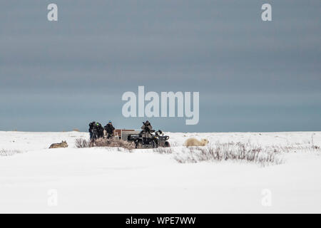 Film Crew Filmen als Kanadische Timber Wolf jagt ein einsamer Junge weibliche Eisbären über die Tundra Stockfoto