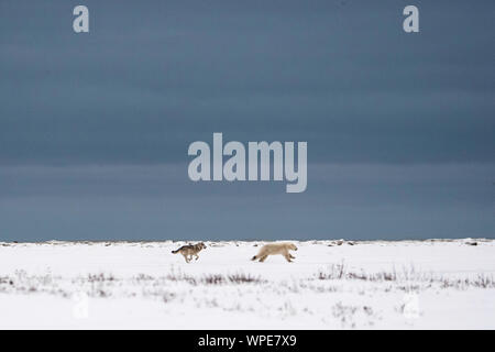 Kanadische Timber Wolf jagt ein einsamer Junge weibliche Eisbären über die Tundra Stockfoto