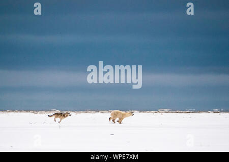 Kanadische Timber Wolf jagt ein einsamer Junge weibliche Eisbären über die Tundra Stockfoto