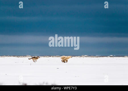 Kanadische Timber Wolf jagt ein einsamer Junge weibliche Eisbären über die Tundra Stockfoto