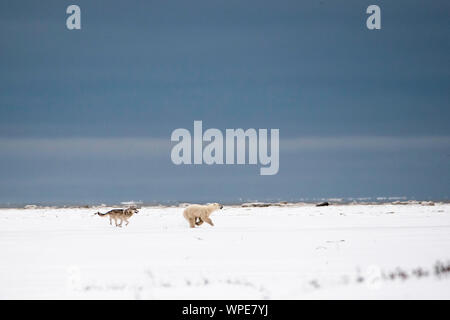 Kanadische Timber Wolf jagt ein einsamer Junge weibliche Eisbären über die Tundra Stockfoto