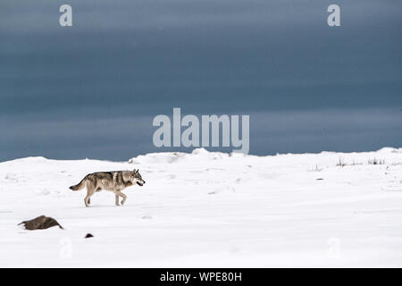 Einsame erwachsene Frau Kanadische Timber Wolf Spaziergänge über den Schnee, Nanuk Lodge, Churchill, Manitoba, West Hudson Bay, Kanada. Stockfoto