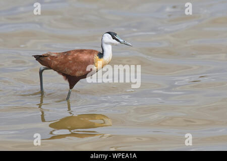 African jacana (Actophilornis africanus) Nahrungssuche am Rande eines flachen See Stockfoto