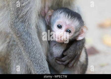 Ein neugeborenes Baby Meerkatze in ihrer Mütter Kupplungen Stockfoto