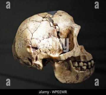 Homo floresiensis Schädel aus der Liang Bua Höhle auf der Insel Flores in Indonesien. Besetzung aus dem Jahre LB1 Stockfoto