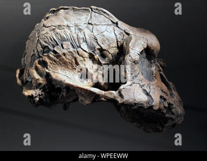 Paranthropus boisei oder Australopithecus boisei.früher Hominin.lebte in Ostafrika während der pleistozänen Epoche von 2,4 bis vor 1,4 Millionen Jahren Stockfoto