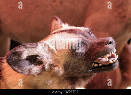 Taxidermy Afrikanischer Wildhund. Lycaon pictus Königreich: Animalia Phylum: chordata Klasse: Mammalia Auftrag: Carnivora Familie: Canidae Unterfamilie: Caninae Stamm Canini Stockfoto