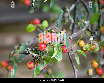 Crab-Apples Reifung auf einem Baum in einem Garten in Alsager Cheshire England Vereinigtes Königreich Großbritannien Stockfoto