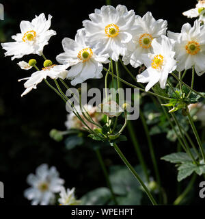 Schöne weiße Anemone Japonica Honorine Jobert Blumen in voller Blüte im Sommer in einem Garten in Alsager Cheshire England Vereinigtes Königreich Großbritannien Stockfoto