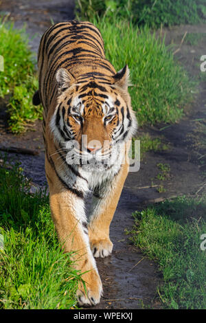 Sibirische Tiger (Panthera tigris altaica), entlang einem Feldweg mit Vegetation, mit Nachmittag Sonnenlicht Stockfoto