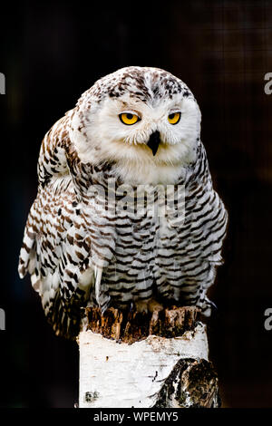 Schnee-eule (Bubo scandiacus) sitzen auf einem hölzernen, mit dunklen Hintergrund Stockfoto