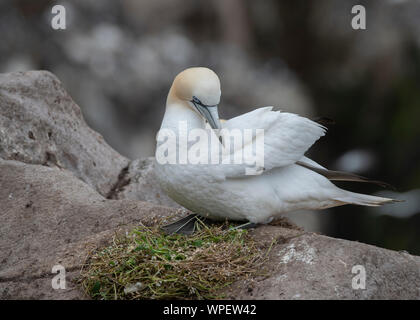 Gannett (Morus bassanus) am Nest, tolle Saltee, Saltee Inseln, Kilmore Quay, County Wexford, Irland Stockfoto