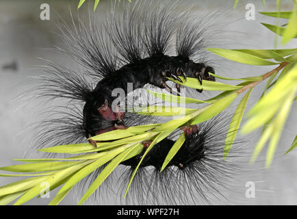 Makrofotografie der Haarige Raupe Klettern auf grüne Blätter Stockfoto