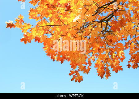 Fallen Blätter von Bäumen, schönen sonnigen Tag Stockfoto