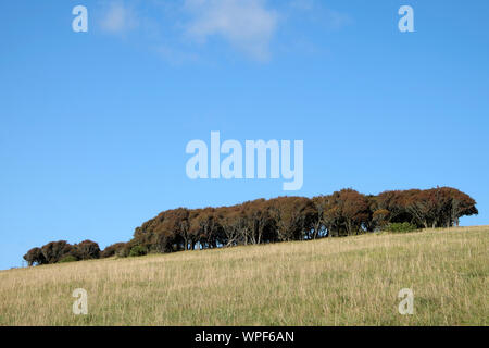 Bäume, Copse, Gras, Feld entlang der South Downs Way Landschaft, East Sussex, England UK KATHY DEWITT DE WITT Stockfoto