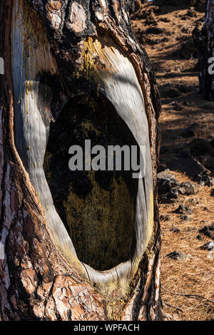 Loch in den Kofferraum eines kanarischen Pinie, Pinus canariensis, vermutlich durch einen Blitzschlag in der Nähe von Arguayo, Teneriffa, Kanarische Inseln, Spanien verursacht Stockfoto