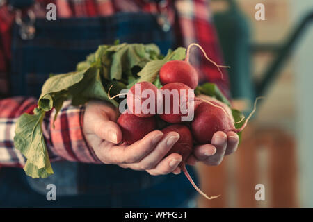 Frau Bauer Holding Bündel geernteten Radieschen, bis der Hände schließen, selektiven Fokus Stockfoto