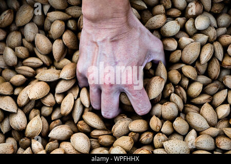 Nahaufnahme eines jungen kaukasischen Mann packte eine Handvoll Mandeln in der Schale aus einem Stapel frisch gesammelten während der Ernte in einem mandelobstgarten in Ca Stockfoto