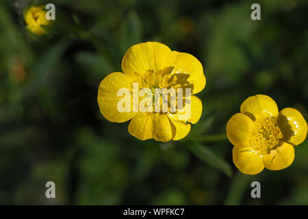 Leuchtend gelbe Ranunkeln Latin ranunculus repens Blüte in einer Wiese im Frühling in Italien Stockfoto