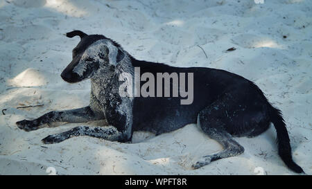 Ein Hund mit Sand auf Fell Lügen auf den Sand am Strand, Koh Rong Insel, Kambodscha Stockfoto