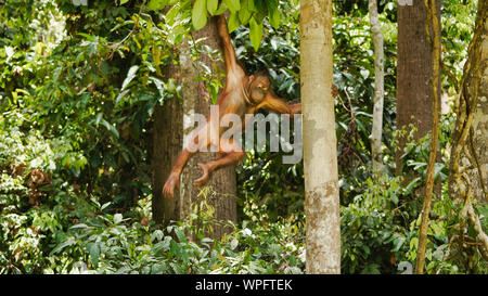 Orang-utan Klettern auf Bäume, Borneo, Malaysia, Sepilok. Stockfoto