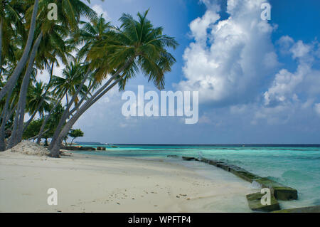 Palmen auf der Insel Maafushi Malediven Stockfoto