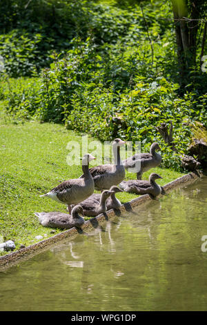 Graugans (Anser) Familie Trinken an einem Bach, Deutschland Stockfoto