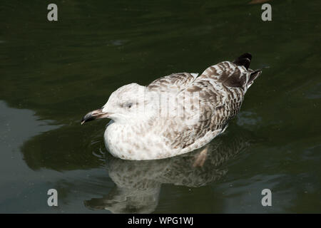 Junge europäische Silbermöwe (Larus argentatus) in unreifen Grau mttled Gefieder schwimmen in einem Süßwassersee, Juli Stockfoto