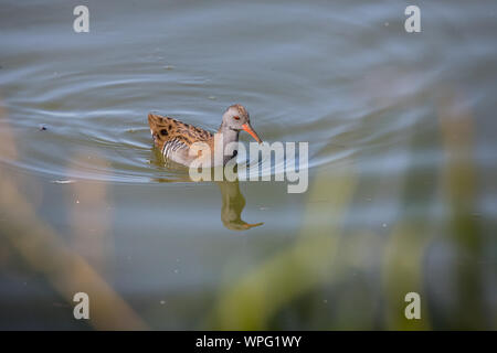 Wasser-Schiene Stockfoto