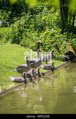 Graugans (Anser) Familie Trinken an einem Bach, Deutschland Stockfoto