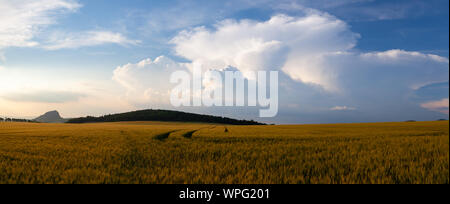 Sommer Landschaft mit Weizenfeld und stürmischen Wolken bei Sonnenuntergang, Tschechische Republik. Panorama Bild. Stockfoto