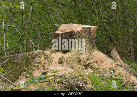 Stumpf von einer instabilen, faulen, Eiche (Quercus robur) neben einer Straße und aus Gründen der Sicherheit, Berkshire abgeholzt, April Stockfoto